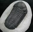 Large Phacops Speculator Trilobite #8029-1